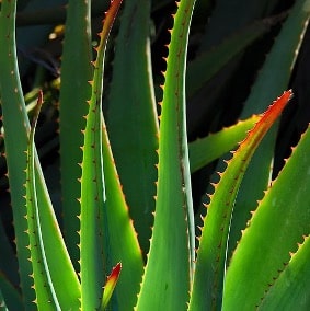 Aloe